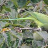 ワカケホンセイインコ長い尻尾