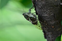 K川沿道・サクラの木にミンミンゼミ