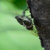 K川沿道・サクラの木にミンミンゼミ