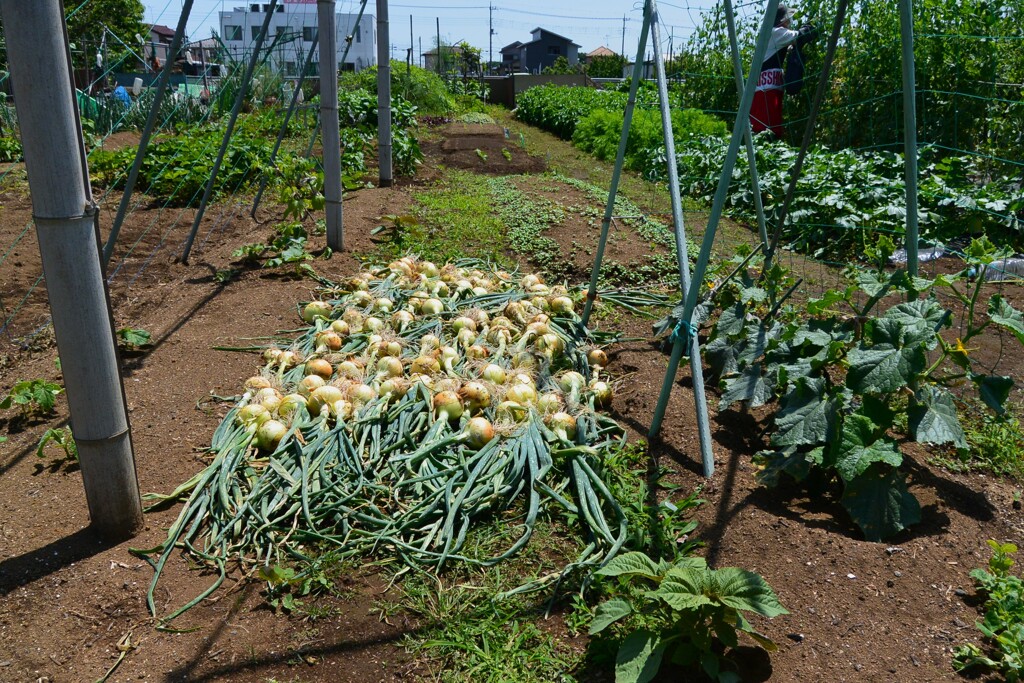 菜園・タマネギ干し