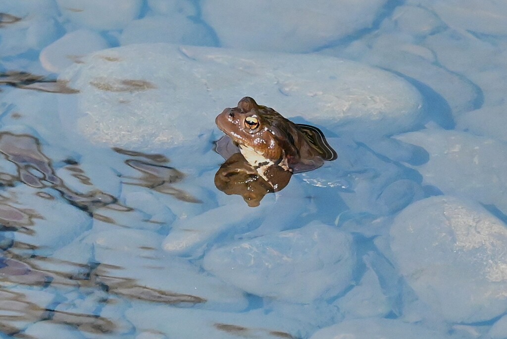K川下流域・ウシガエルだろうか・・