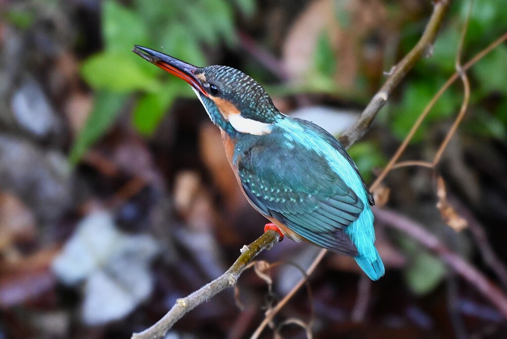 用水路・エビを捕ったカワセミ♀若