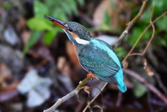 用水路・エビを捕ったカワセミ♀若