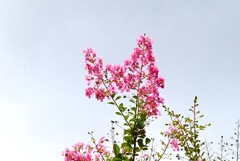 空に伸びるサルスベリ