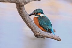 Ｋ川中流域・カワセミ♂若