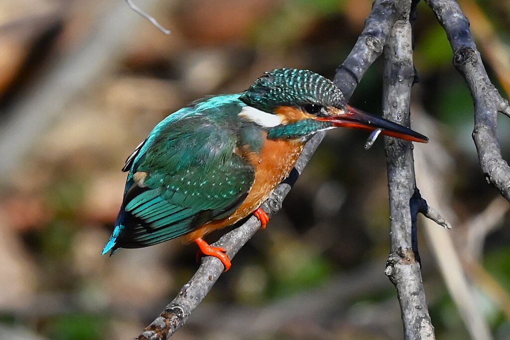 K川中流域・カワセミ♀獲物見事ゲット