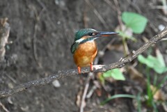 用水路・カワセミ♀ 