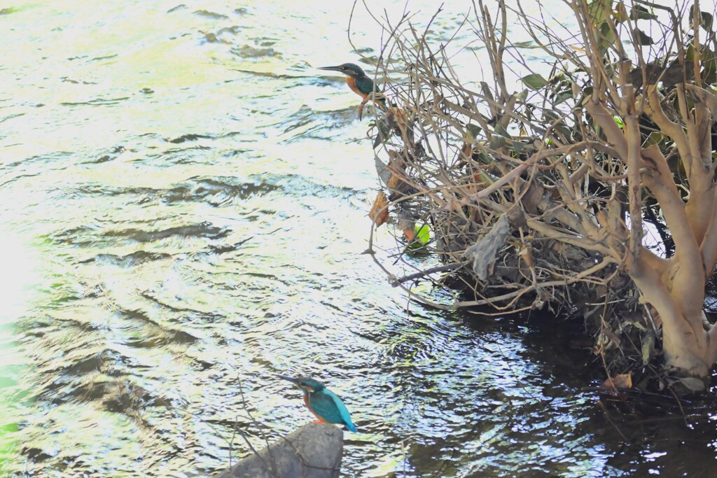用水路・バトル中のカワセミ2羽
