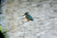 くちばしに土の場所でカワセミ♂
