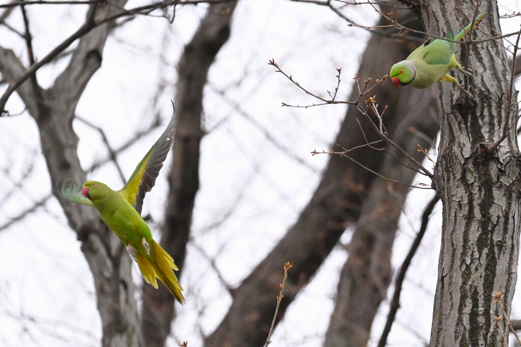 連絡道脇・ワカケホンセイインコ♂♀（子育て開始）