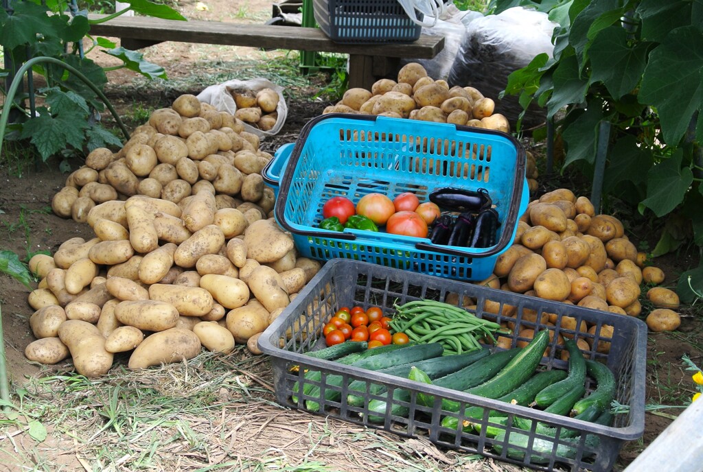 菜園・6月26日全体収穫
