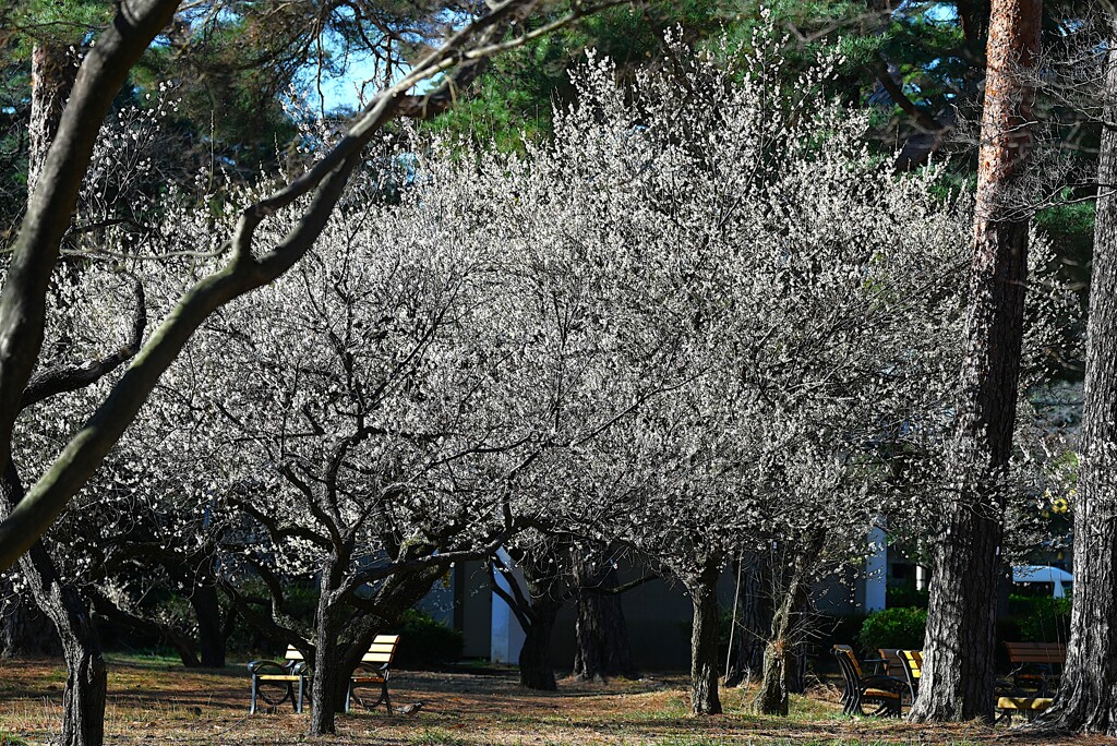 KR園・白梅