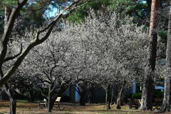 KR園・白梅