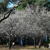 KR園・白梅