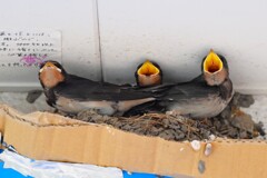 ツバメ・もうすぐ巣立ち