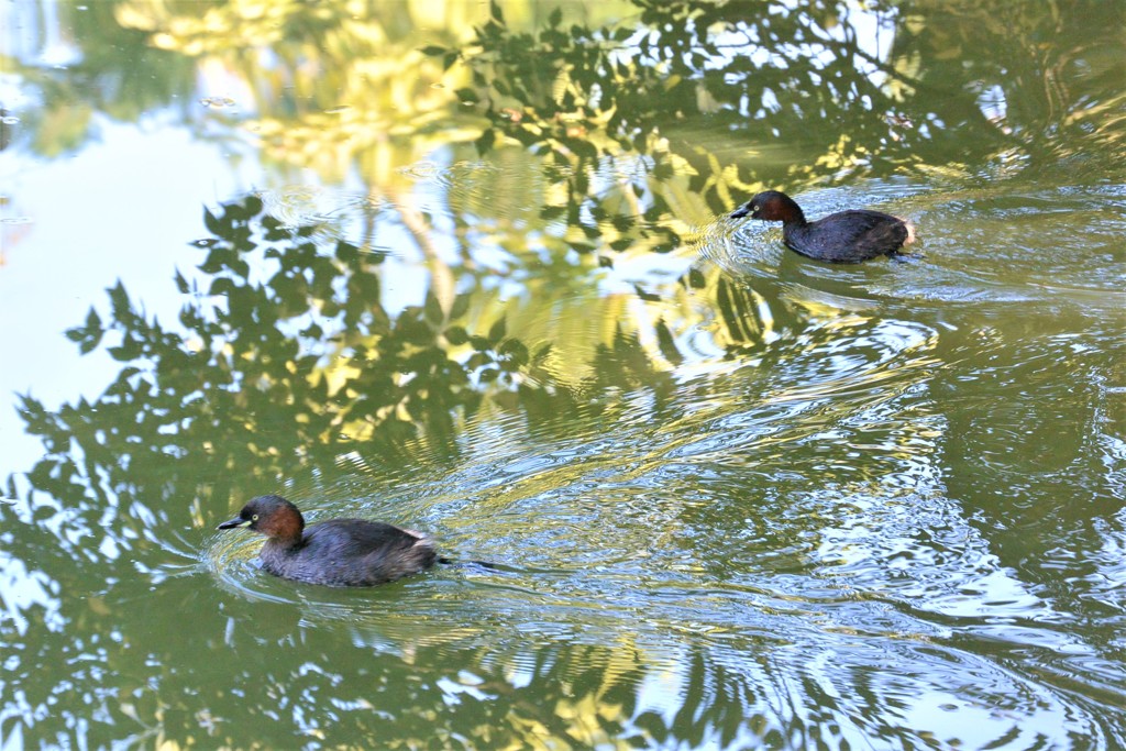 カイツブリペア