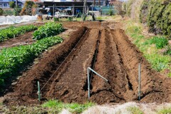 菜園・春シーズンスタートのジャガイモ (溝堀)