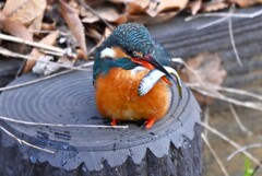 用水路・魚を捕ったカワセミ♀若