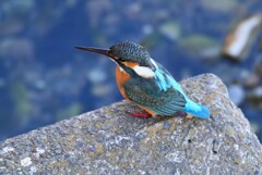 K川下流域・カワセミ♀若