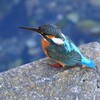 K川下流域・カワセミ♀若