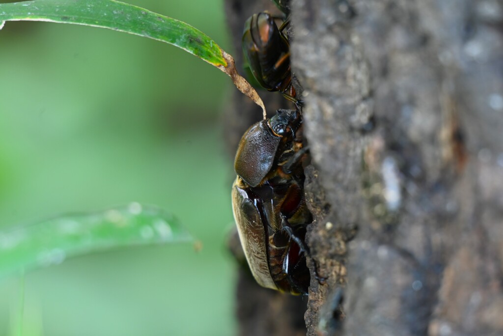 用水路・カナブンを追い払ったカブトムシ♀
