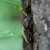 用水路・カナブンを追い払ったカブトムシ♀