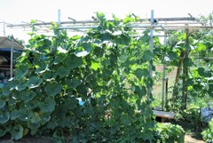 ハヤトウリ棚完成