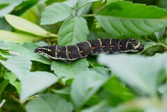 K川沿道・ヤブガラシにセスジスズメ(黒色型)