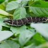 K川沿道・ヤブガラシにセスジスズメ(黒色型)