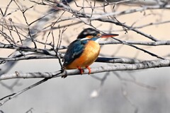 K川上流域・カワセミ♀