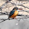 K川上流域・カワセミ♀