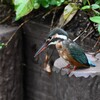 用水路・来たゝ！カワセミ♀若 