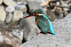 K川中流域・カワセミ♀岸壁にて・・