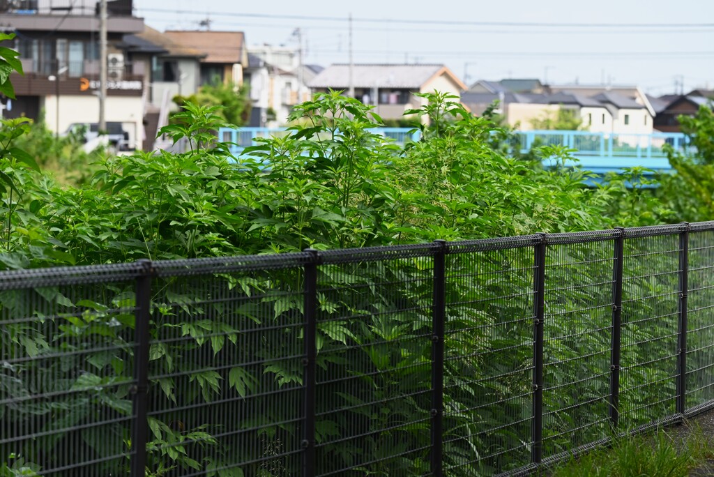 K川・オオブタクサで川が見えない！！