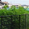 K川・オオブタクサで川が見えない！！