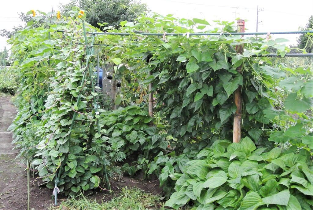 ジャングル本番