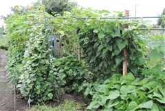 ジャングル本番