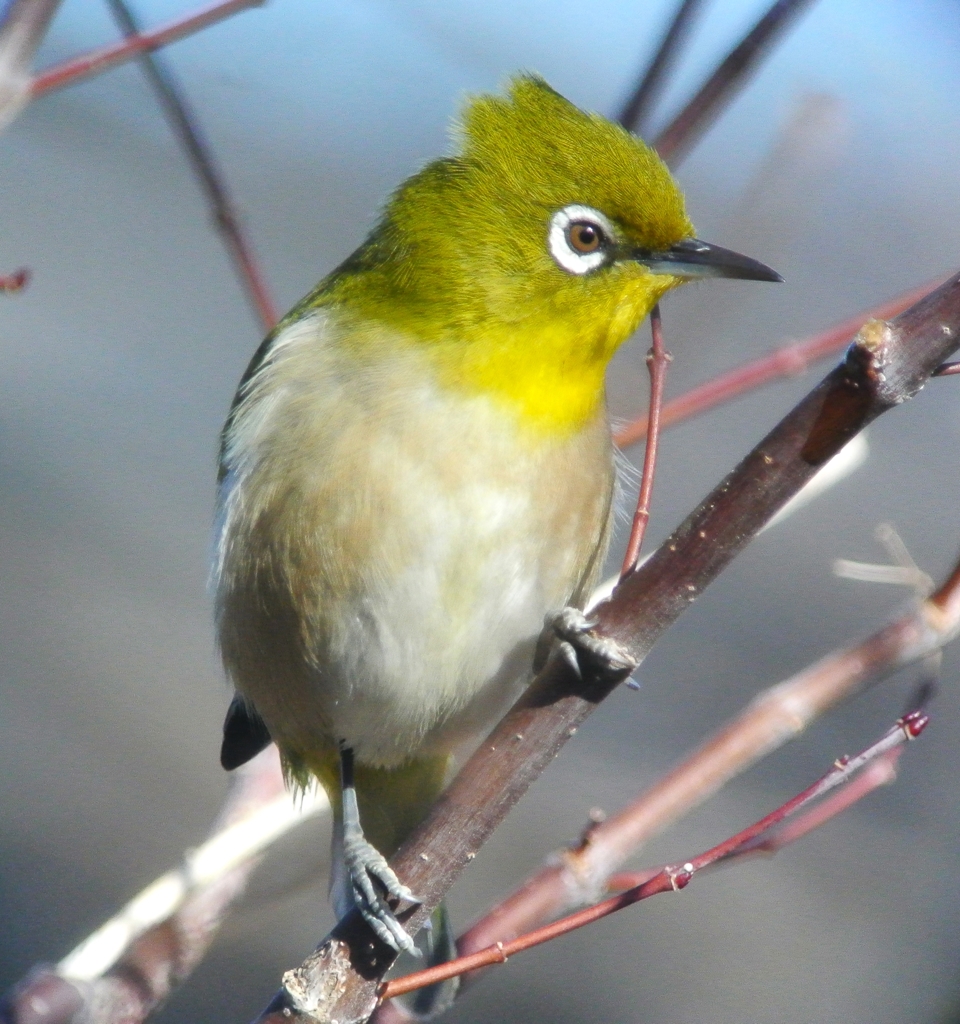 用水路・メジロ.