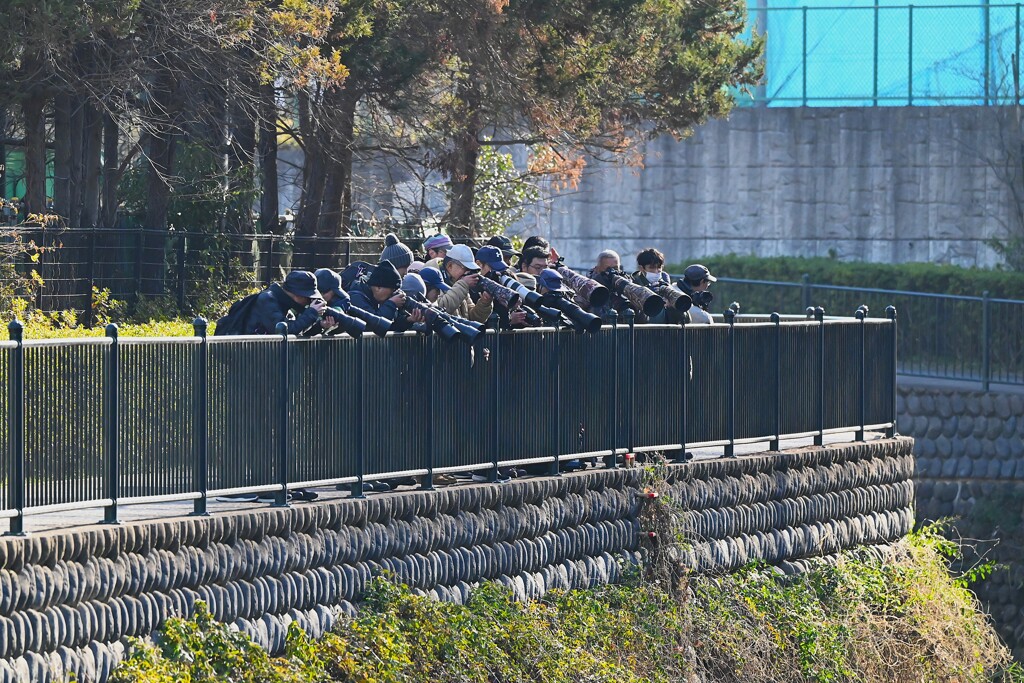 都内S川・ヤマシギ撮影風景