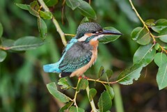 都内S川・カワセミ♀若 