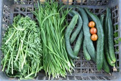 菜園・シュンギク・ニラ・キュウリ・ミニトマト3個だけ