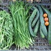 菜園・シュンギク・ニラ・キュウリ・ミニトマト3個だけ