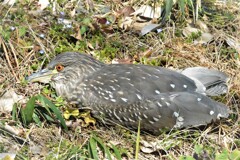 用水・トラブルか！！ホシゴイ