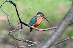 Ｋ川・中流域のカワセミ♀