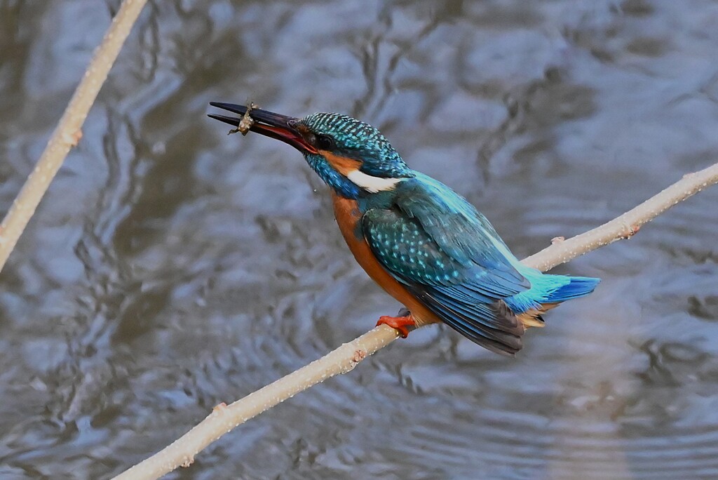 Ｋ川中流域・ヤゴを食べるカワセミ♂