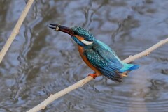 Ｋ川中流域・ヤゴを食べるカワセミ♂