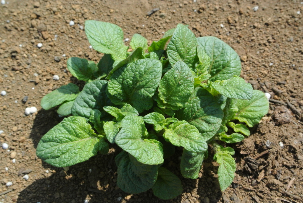 インカノメザメの芽