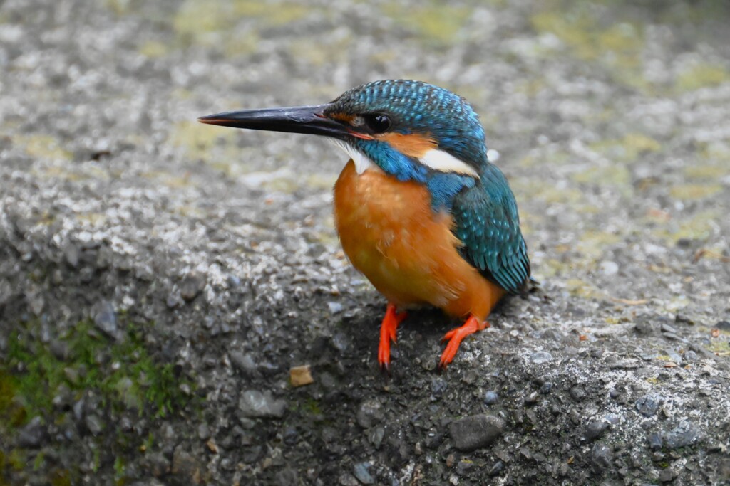 用水・大サービス！カワセミ♂ 