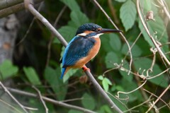 用水路・カワセミ♀成鳥