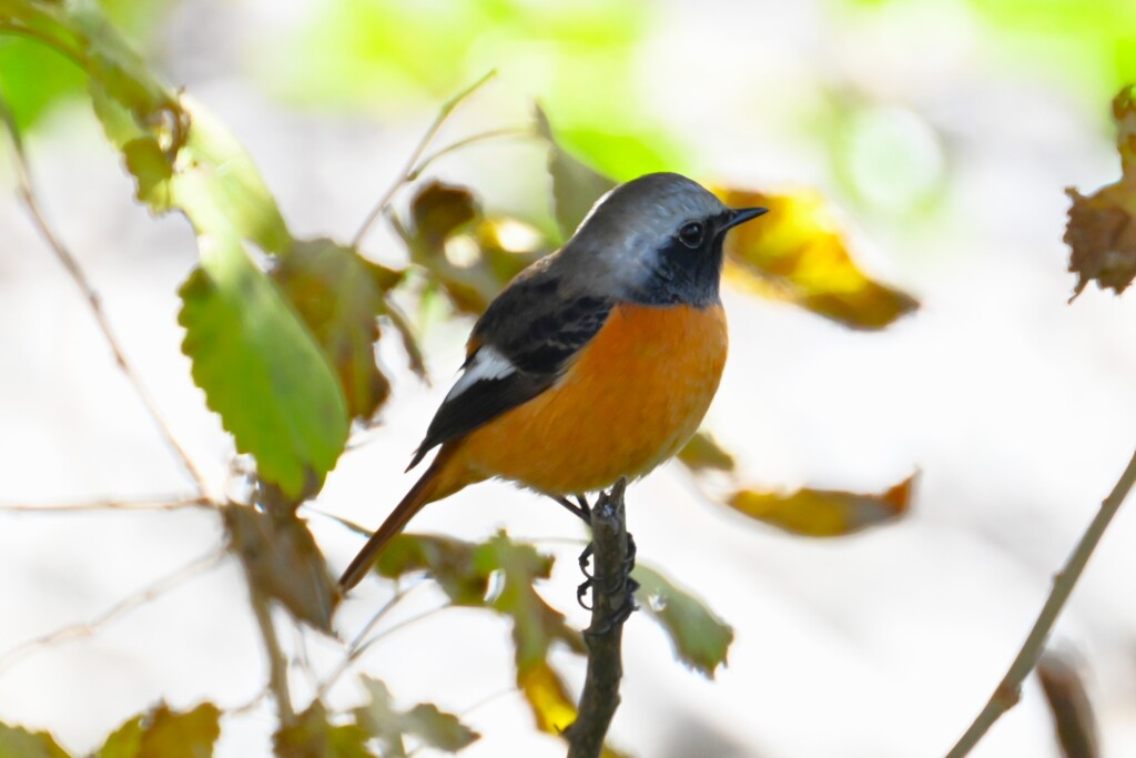 K川・ジョウビタキ♂シルエット